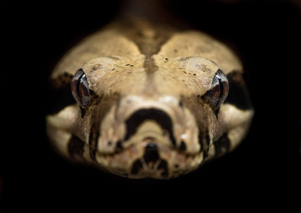 Einfache Arbeitsschritte ersparen mittels Python